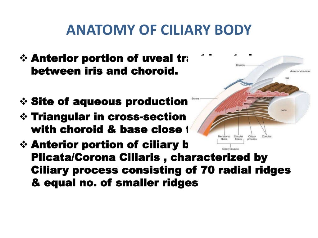 Anatomy of anterior chamber angle (1)