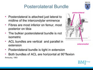 Horizontal Incision Acl Anatomy of anterior_cruciate_ligament | PPT