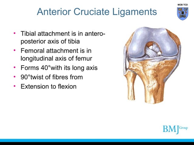 Anatomy of anterior_cruciate_ligament | PPT
