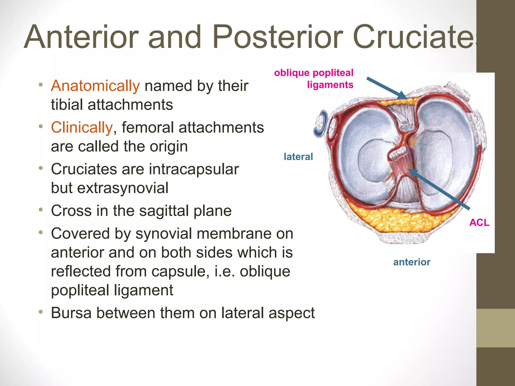 Anatomy of anterior_cruciate_ligament_by- dr. armaan singh | PPT