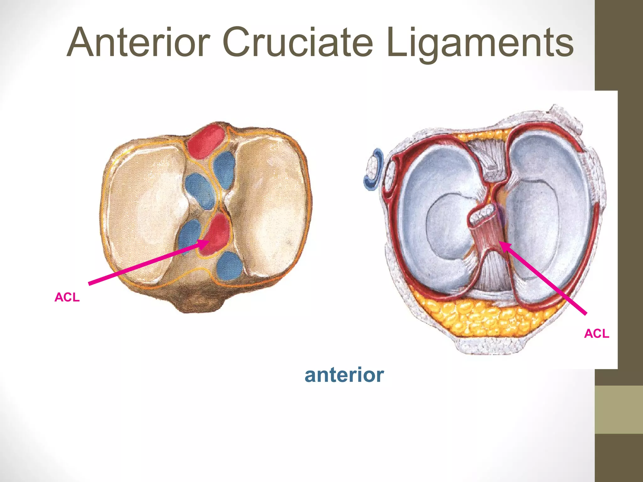 Anatomy of anterior_cruciate_ligament_by- dr. armaan singh | PPT