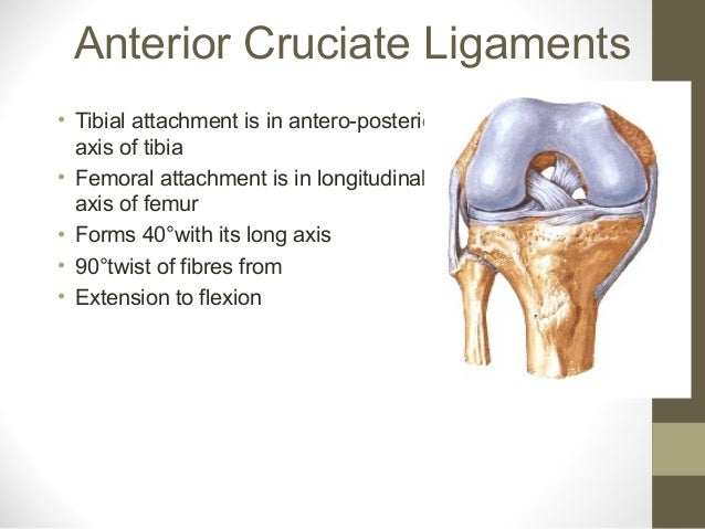 Anatomy of anterior_cruciate_ligament_by- dr. armaan singh