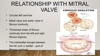 ANATOMY OF AORTIC VALVE -BY DR SRUTHI MEENAXSHI | PPTX