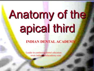Anatomy of the
apical third
INDIAN DENTAL ACADEMY
Leader in continuing dental education
www.indiandentalacademy.com

www.indiandentalacademy.com

 
