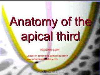 Anatomy of the
apical third
INDIAN DENTAL ACADEMY
Leader in continuing dental education
www.indiandentalacademy.com

www.indiandentalacademy.com

 