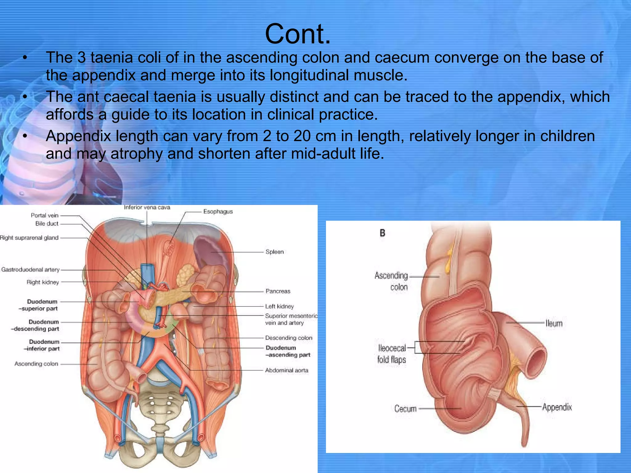 Cont. The 3 taenia coli of in the ascending colon and caecum converge on the base of the appendix and merge into its longitudinal muscle. The ant caecal taenia is usually distinct and can be traced to the appendix, which affords a guide to its location in clinical practice. Appendix length can vary from 2 to 20 cm in length, relatively longer in children and may atrophy and shorten after mid-adult life. 