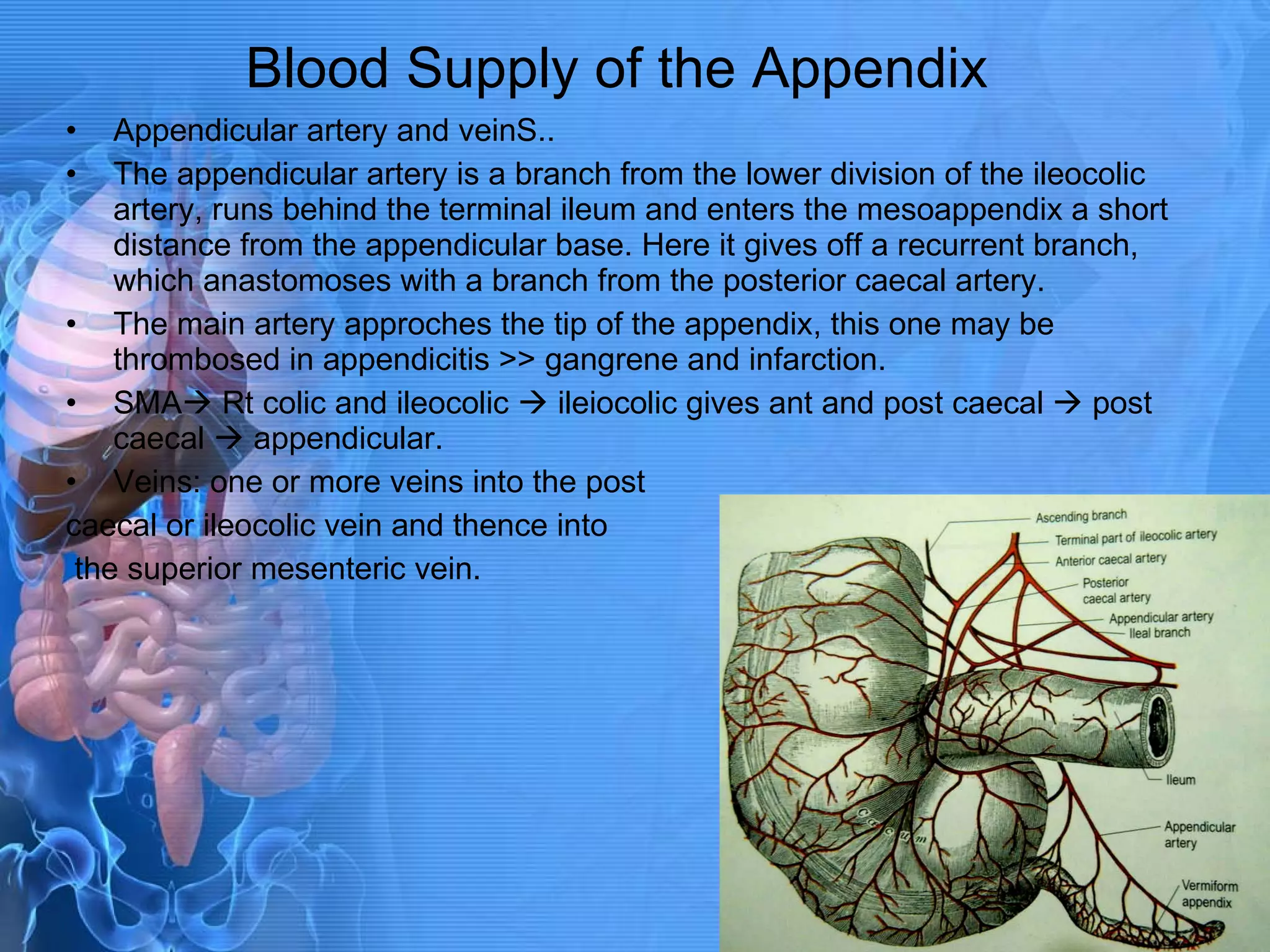 Blood Supply of the Appendix Appendicular artery and veinS.. The appendicular artery is a branch from the lower division of the ileocolic artery, runs behind the terminal ileum and enters the mesoappendix a short distance from the appendicular base. Here it gives off a recurrent branch, which anastomoses with a branch from the posterior caecal artery. The main artery approches the tip of the appendix, this one may be thrombosed in appendicitis >> gangrene and infarction. SMA   Rt colic and ileocolic    ileiocolic gives ant and post caecal    post caecal    appendicular. Veins: one or more veins into the post  caecal or ileocolic vein and thence into the superior mesenteric vein. 