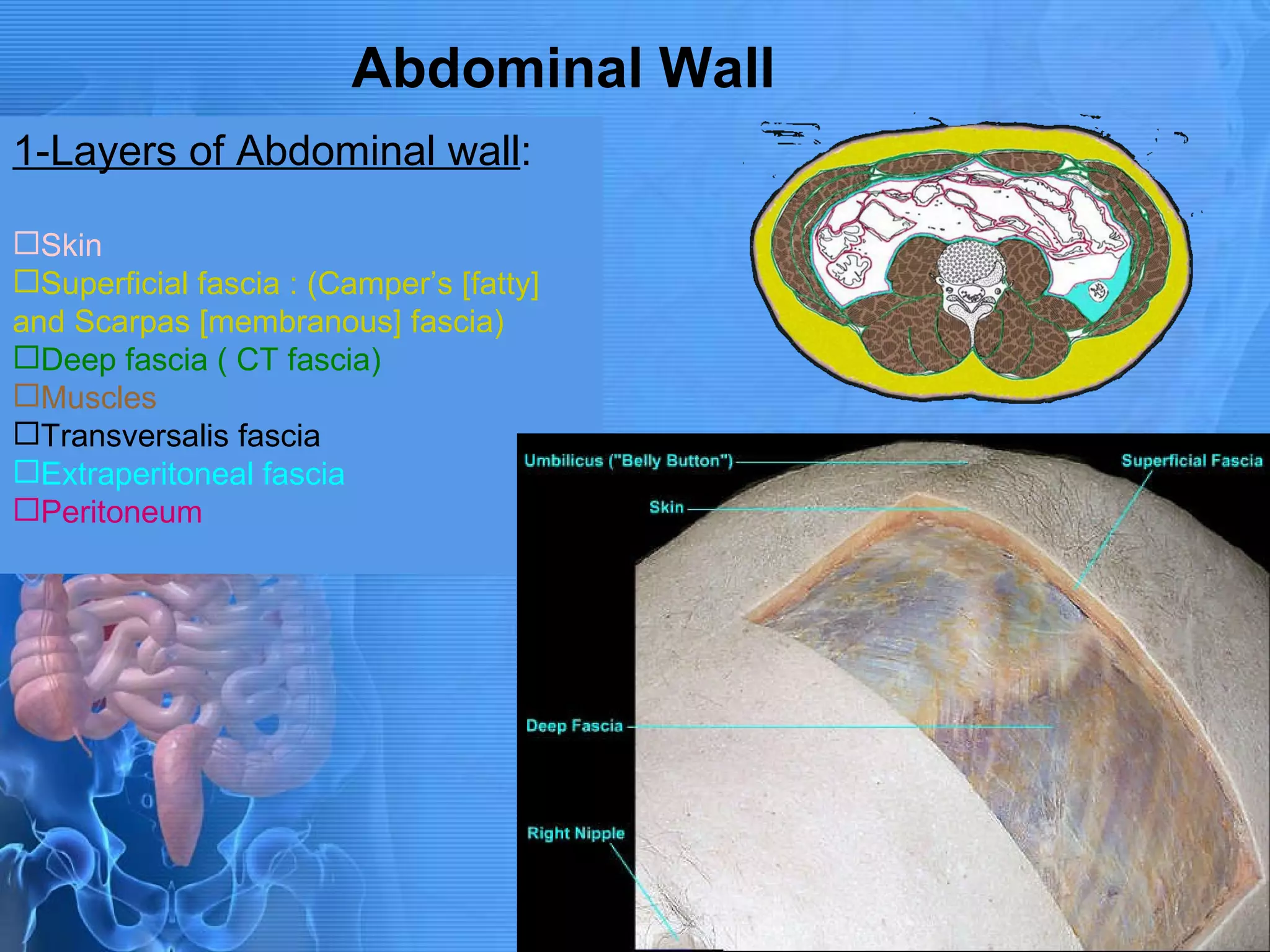 Abdominal Wall 1-Layers of Abdominal wall : Skin Superficial fascia : (Camper’s [fatty] and Scarpas [membranous] fascia) Deep fascia ( CT fascia) Muscles Transversalis fascia Extraperitoneal fascia Peritoneum 