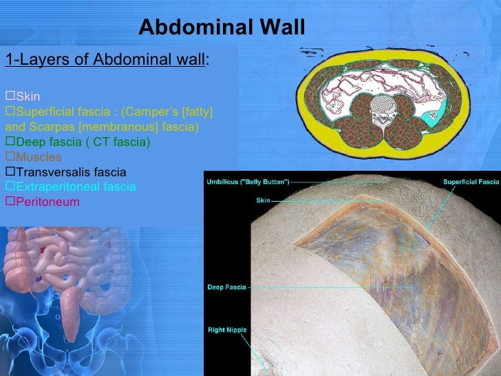 Anatomy of appendix