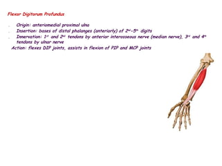 Fdp Arm Anatomy of Arm and Forearm- Muscles.pptx