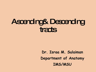 Ascending& Descending tracts Dr. Israa M. Sulaiman Department of Anatomy IMS/MSU 