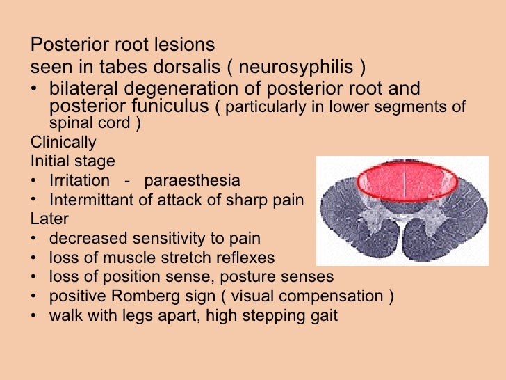 Anatomy of ascending and descending tracts