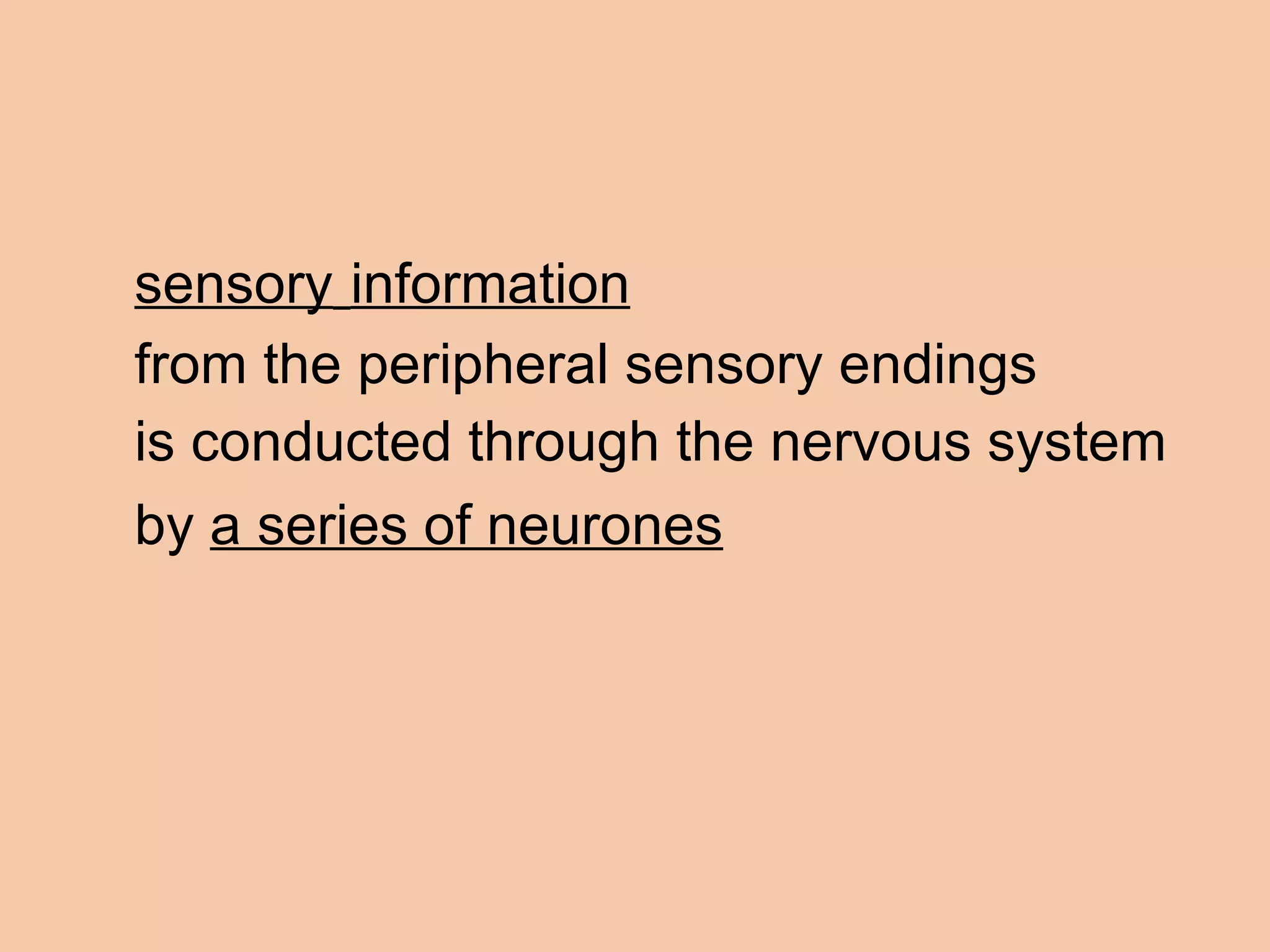 sensory   information   from the peripheral sensory endings is conducted through the nervous system  by  a series of neurones 