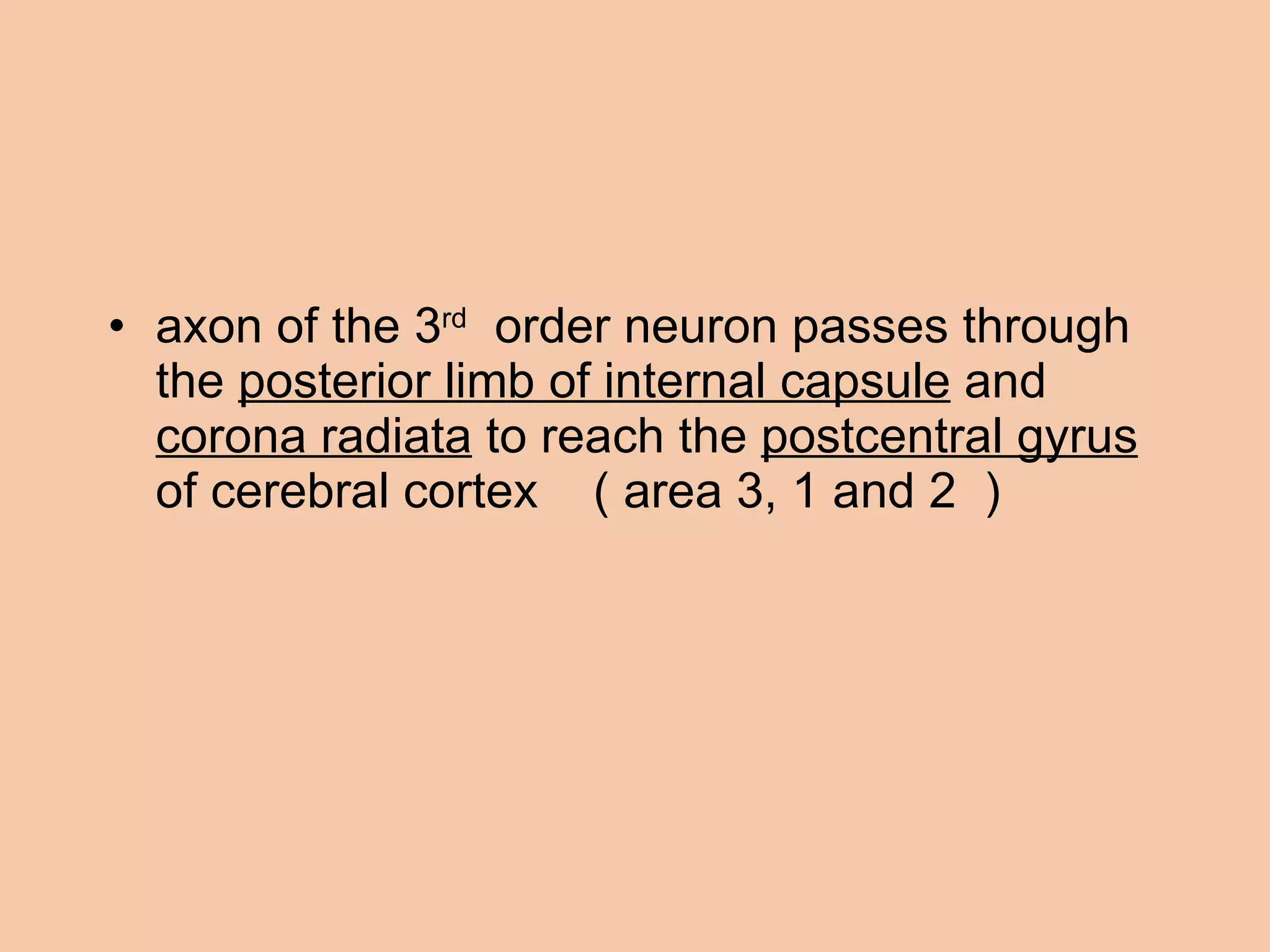 axon of the 3 rd   order neuron passes through the  posterior limb of internal capsule  and  corona radiata  to reach the  postcentral gyrus  of cerebral cortex  ( area 3, 1 and 2  ) 