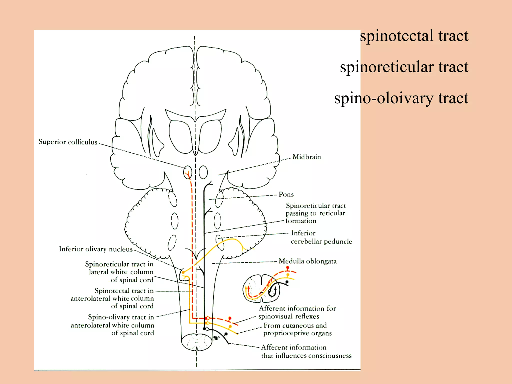 spinotectal tract spinoreticular tract spino-oloivary tract 