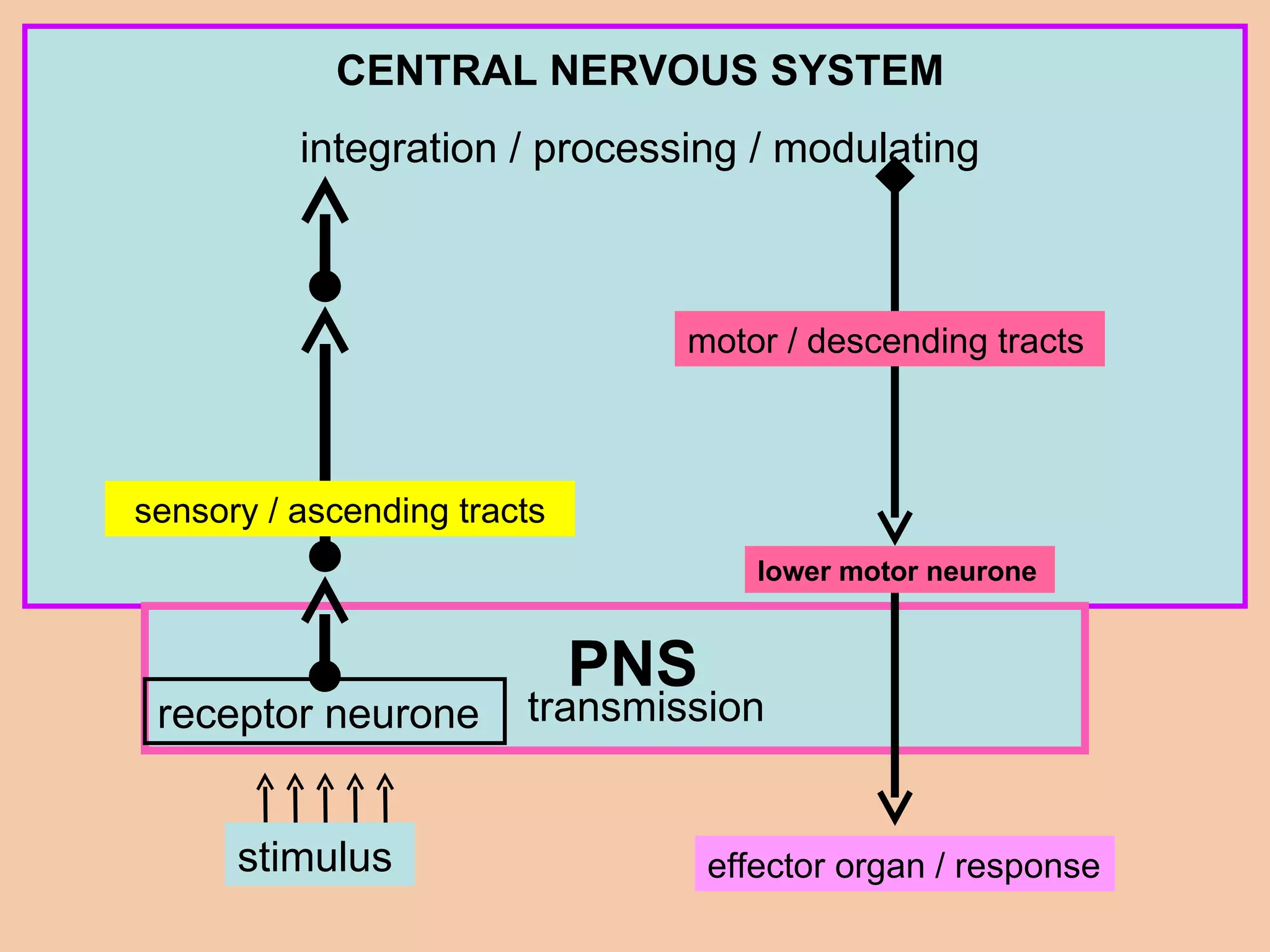 CENTRAL NERVOUS SYSTEM integration / processing / modulating stimulus receptor neurone motor / descending tracts effector organ / response PNS transmission lower motor neurone sensory / ascending tracts 