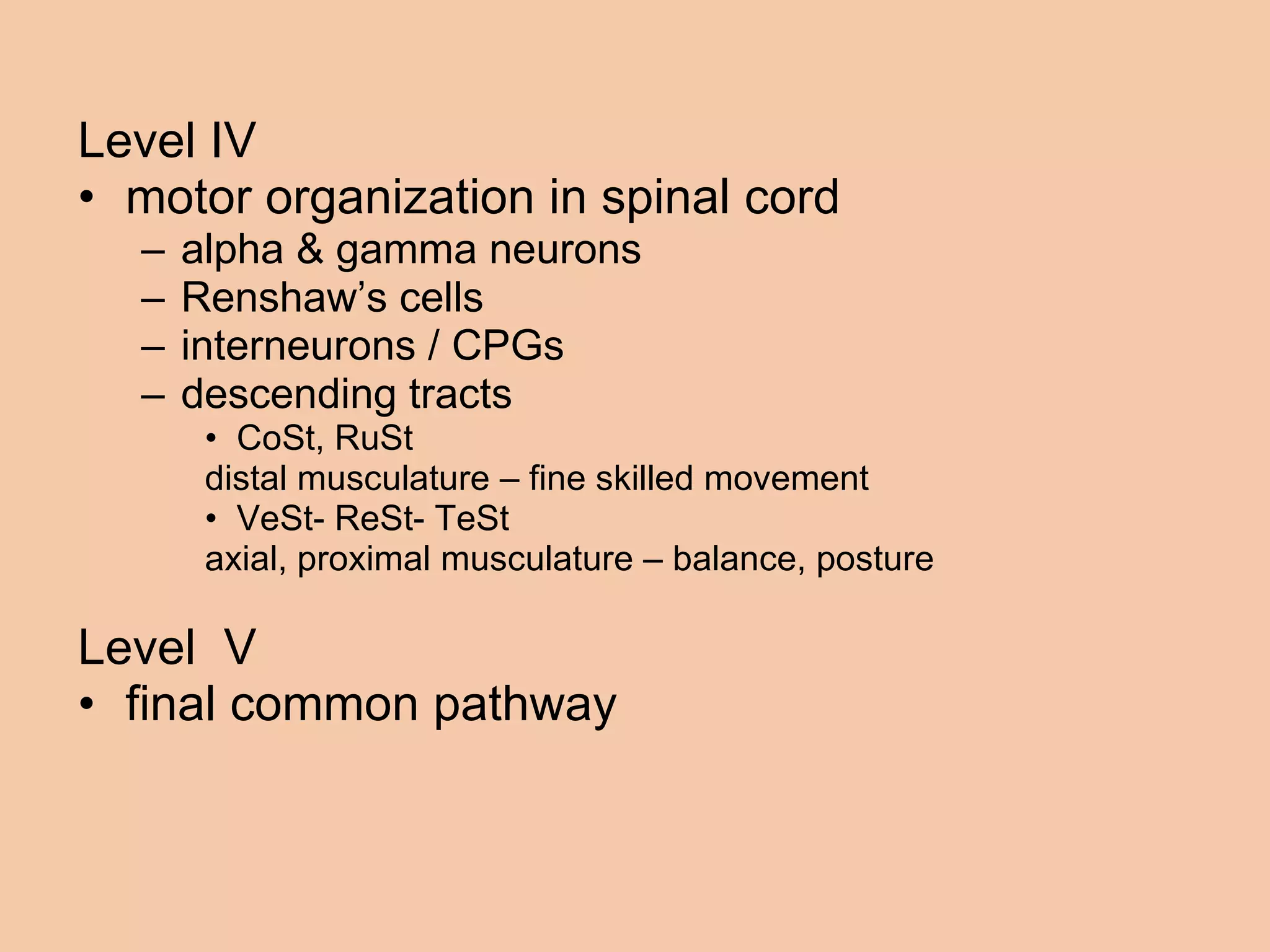 Level IV motor organization in spinal cord alpha & gamma neurons Renshaw’s cells interneurons / CPGs  descending tracts CoSt, RuSt  distal musculature – fine skilled movement VeSt- ReSt- TeSt  axial, proximal musculature – balance, posture Level  V final common pathway 