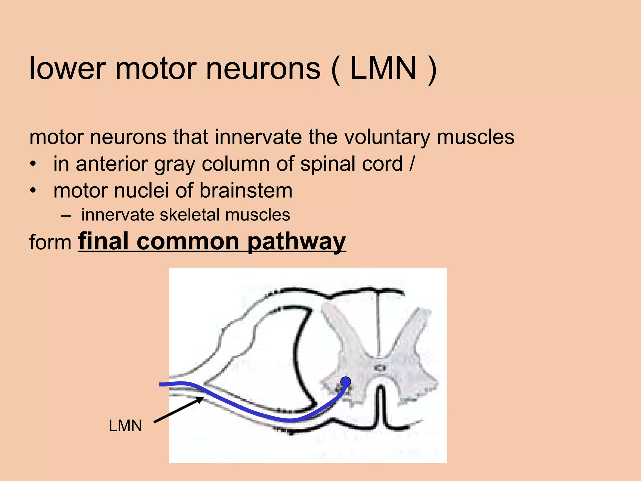 lower motor neurons ( LMN ) motor neurons that innervate the voluntary muscles in anterior gray column of spinal cord /  motor nuclei of brainstem innervate skeletal muscles  form  final common pathway   LMN 