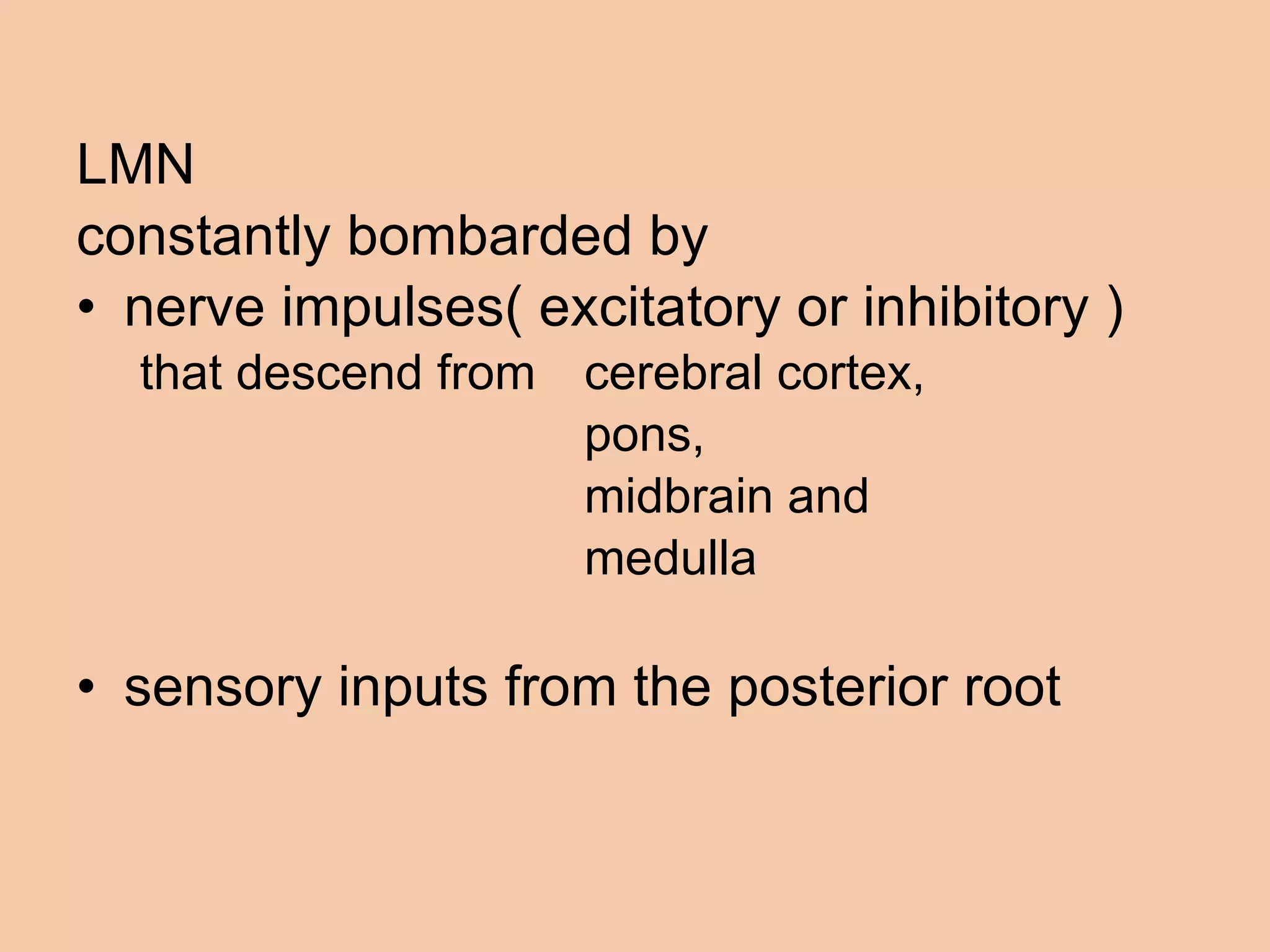 LMN constantly bombarded by  nerve impulses( excitatory or inhibitory ) that descend from  cerebral cortex,  pons,  midbrain and  medulla sensory inputs from the posterior root 