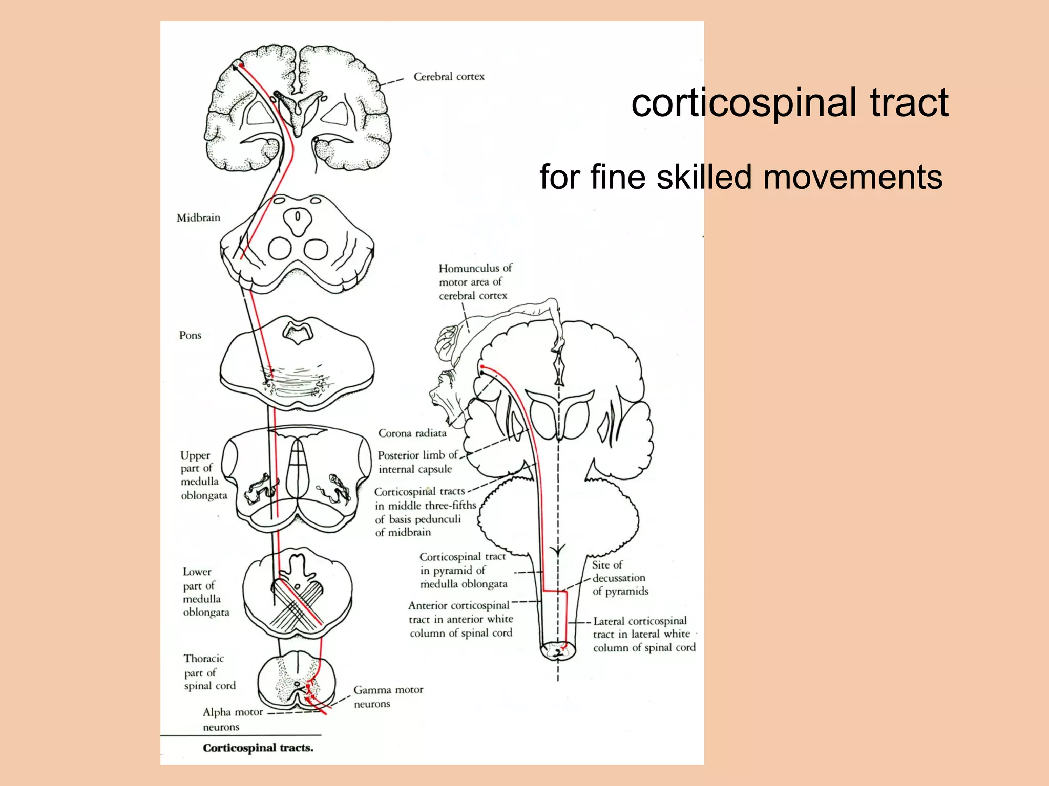 corticospinal tract for fine skilled movements 