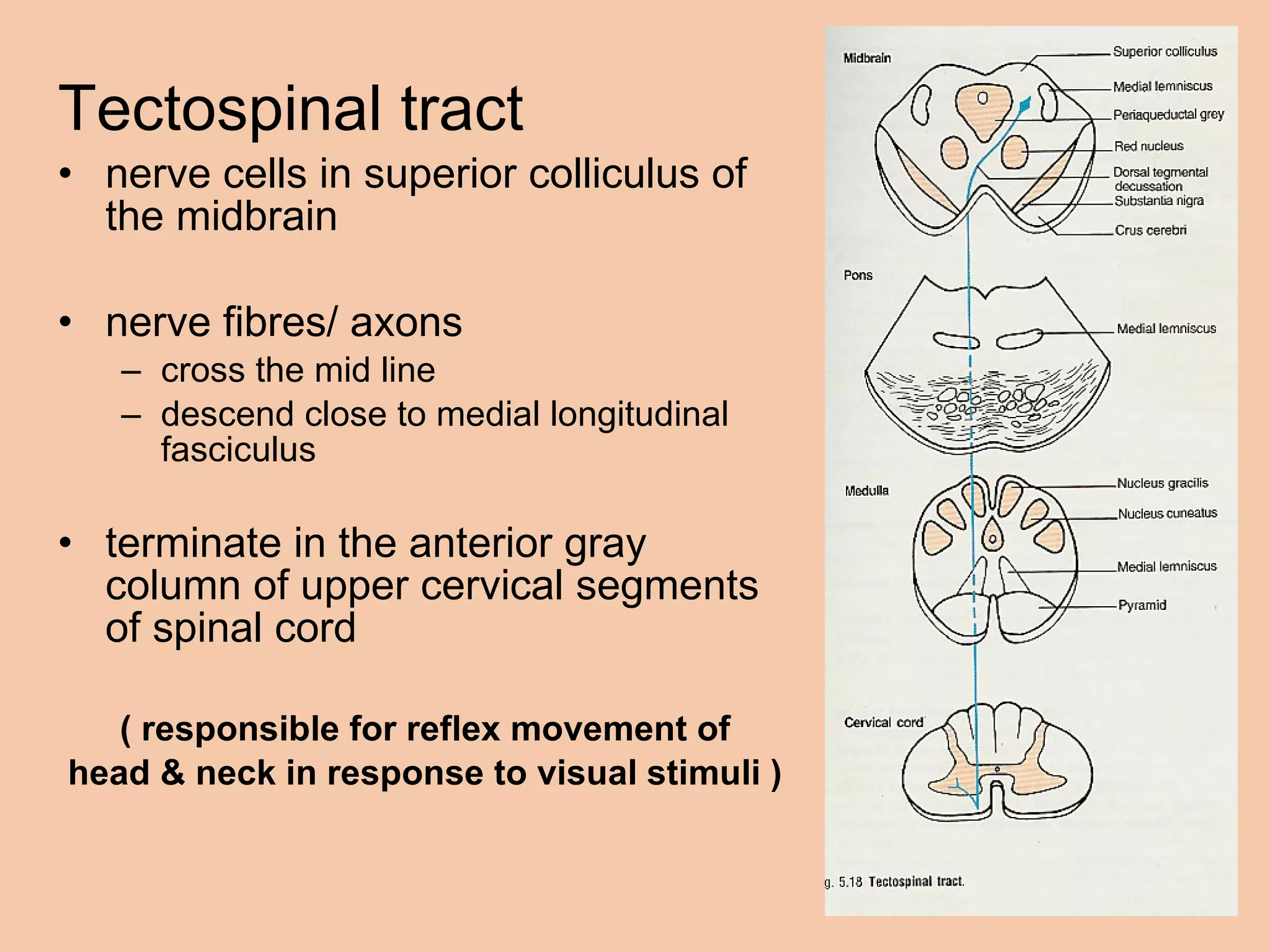 Tectospinal tract nerve cells in superior colliculus of the midbrain  nerve fibres/ axons cross the mid line  descend close to medial longitudinal fasciculus  terminate in the anterior gray column of upper cervical segments of spinal cord  ( responsible for reflex movement of head & neck in response to visual stimuli ) 