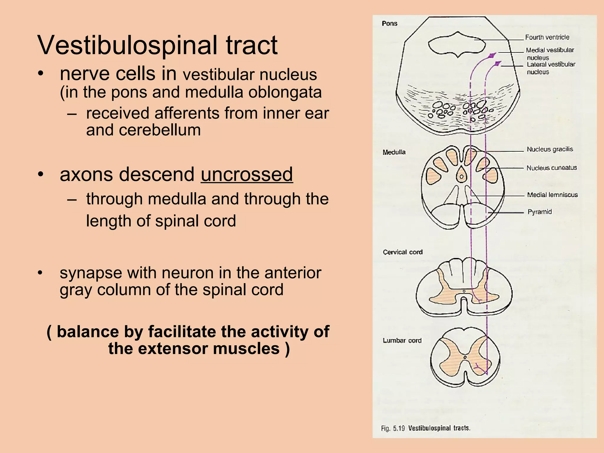 Vestibulospinal tract nerve cells in  vestibular nucleus (in the pons and medulla oblongata received afferents from inner ear and cerebellum  axons descend  uncrossed   through medulla and through the length of spinal cord   synapse with neuron in the anterior gray column of the spinal cord  ( balance by facilitate the activity of the extensor muscles ) 
