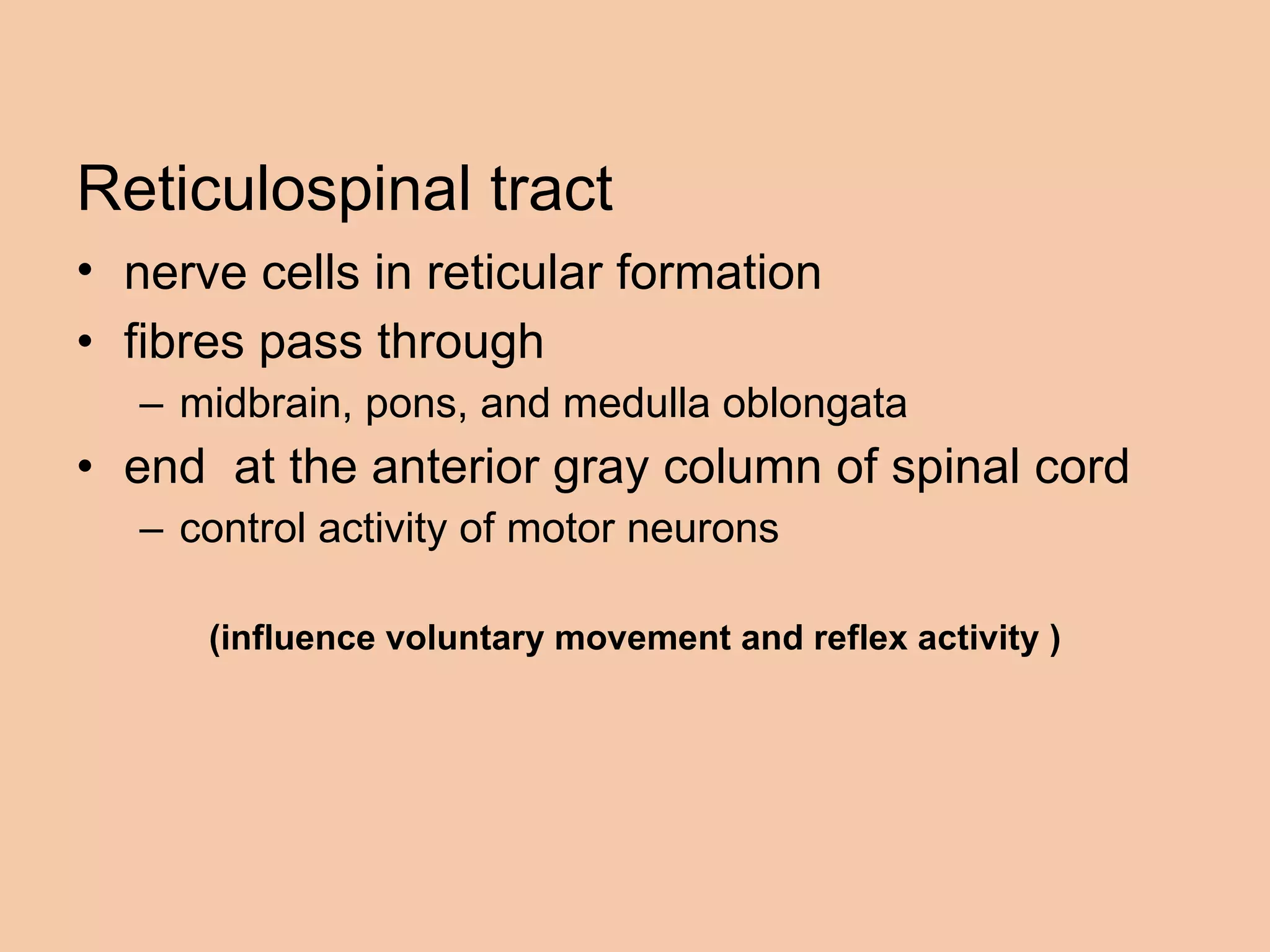 Reticulospinal tract nerve cells in reticular formation   fibres pass through midbrain, pons, and medulla oblongata  end  at the anterior gray column of spinal cord  control activity of motor neurons (influence voluntary movement and reflex activity ) 