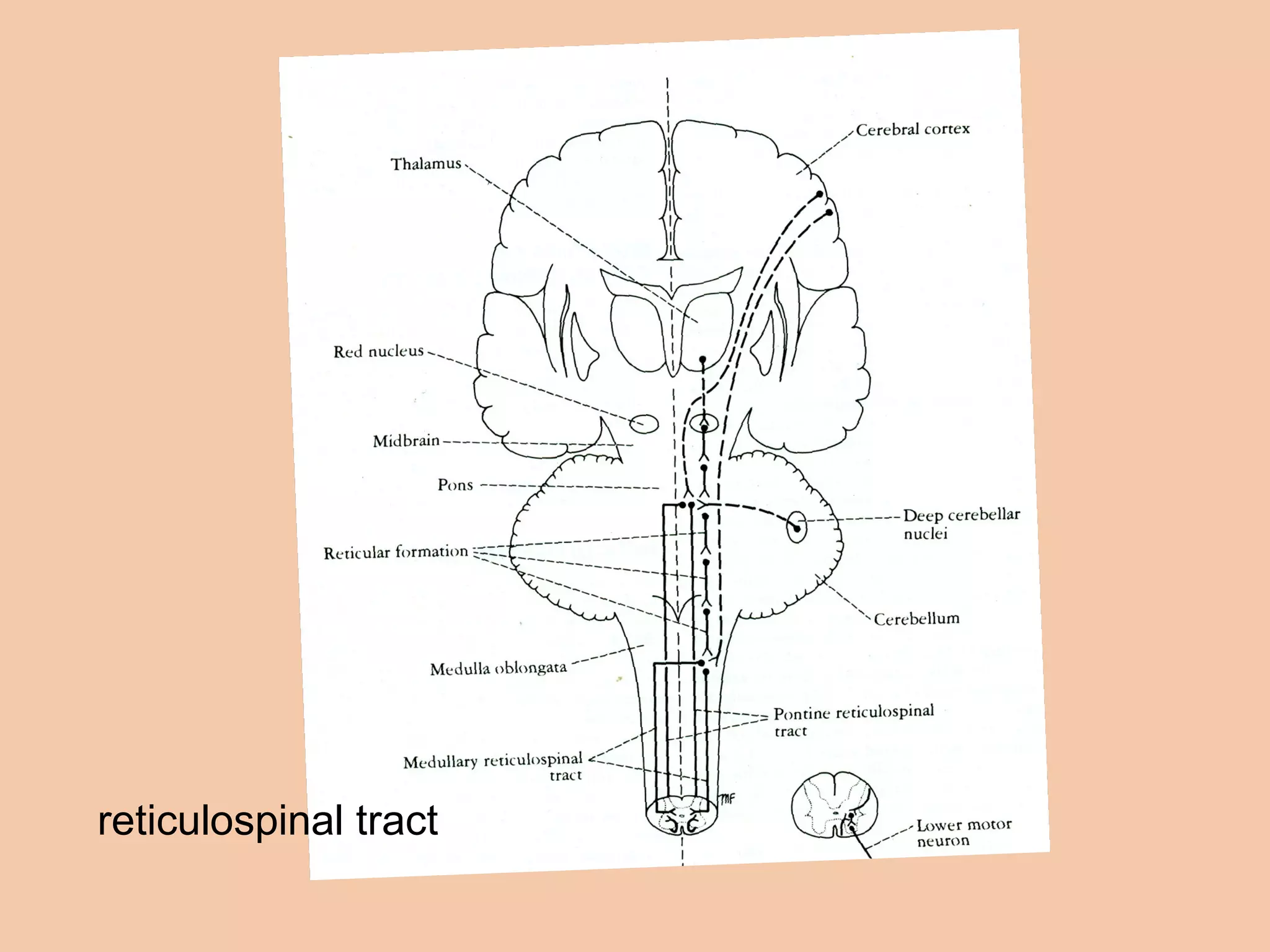 reticulospinal tract 