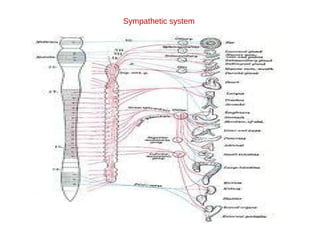 Sympathetic system 