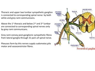 Thoracic and upper two lumbar sympathetic ganglion is connected to corresponding spinal nerve  by both white and grey rami...