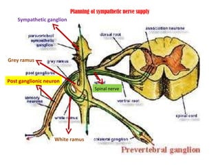 White ramus Grey ramus Post ganglionic neuron Sympathetic ganglion Spinal nerve Planning of sympathetic nerve supply 