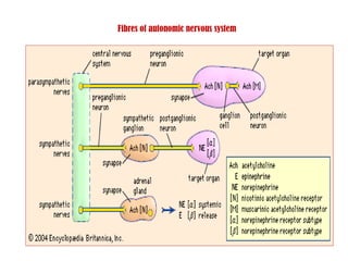 Fibres of autonomic nervous system 