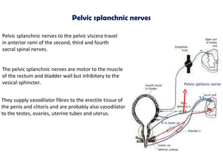 Pelvic splanchnic nerves to the pelvic viscera travel in anterior rami of the second, third and fourth sacral spinal nerve...