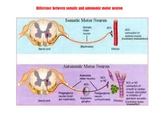 Difference between somatic and autonomic motor neuron 