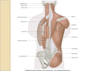 Anatomy of back | PPT