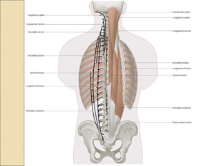 Anatomy of back | PPT