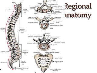 Anatomy of back | PPT