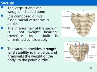 Anatomy of back for Post G402021 (2).pptx