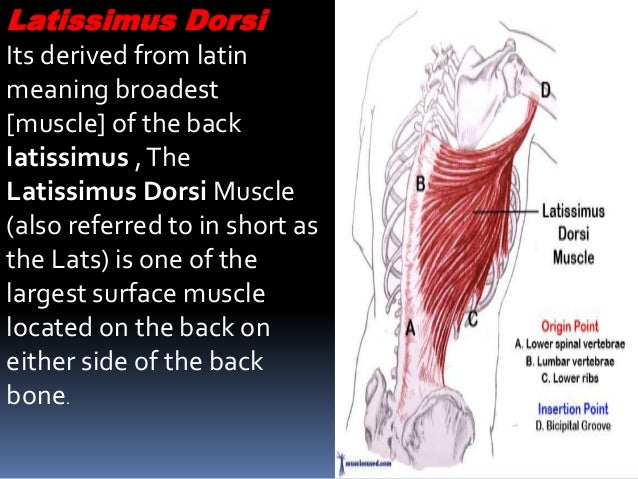 Anatomy Of Back Muscle
