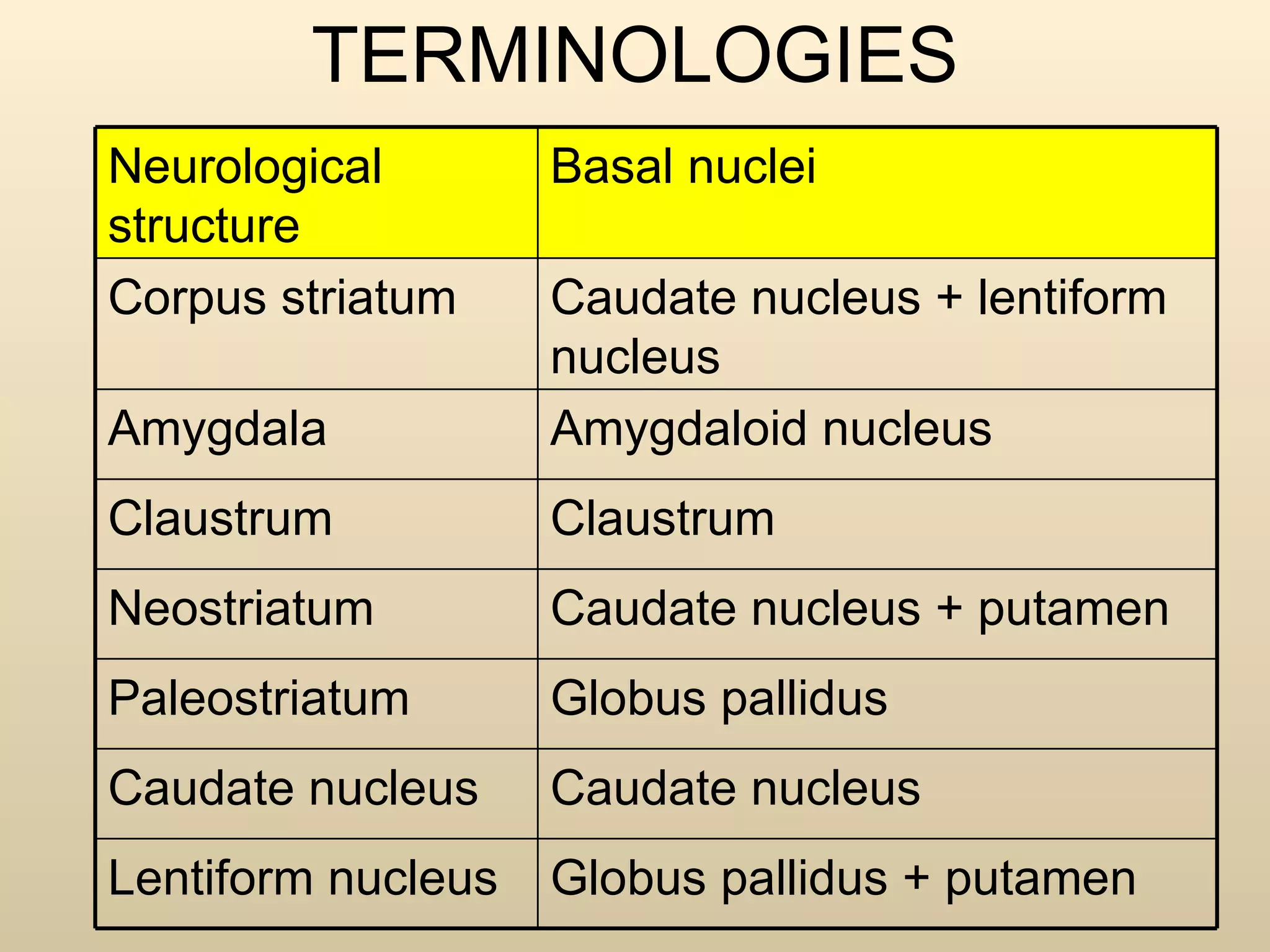 TERMINOLOGIES Neurological structure Basal nuclei Corpus striatum Caudate nucleus + lentiform nucleus Amygdala  Amygdaloid nucleus Claustrum  Claustrum  Neostriatum  Caudate nucleus + putamen Paleostriatum  Globus pallidus Caudate nucleus Caudate nucleus Lentiform nucleus Globus pallidus + putamen 