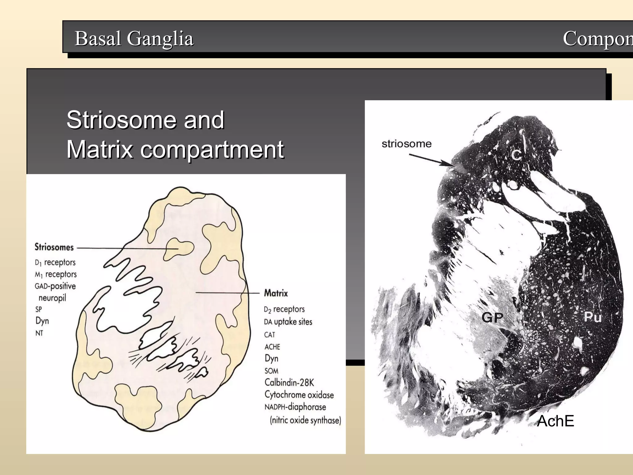 Basal Ganglia  Components  Striosome and  Matrix compartment AchE 
