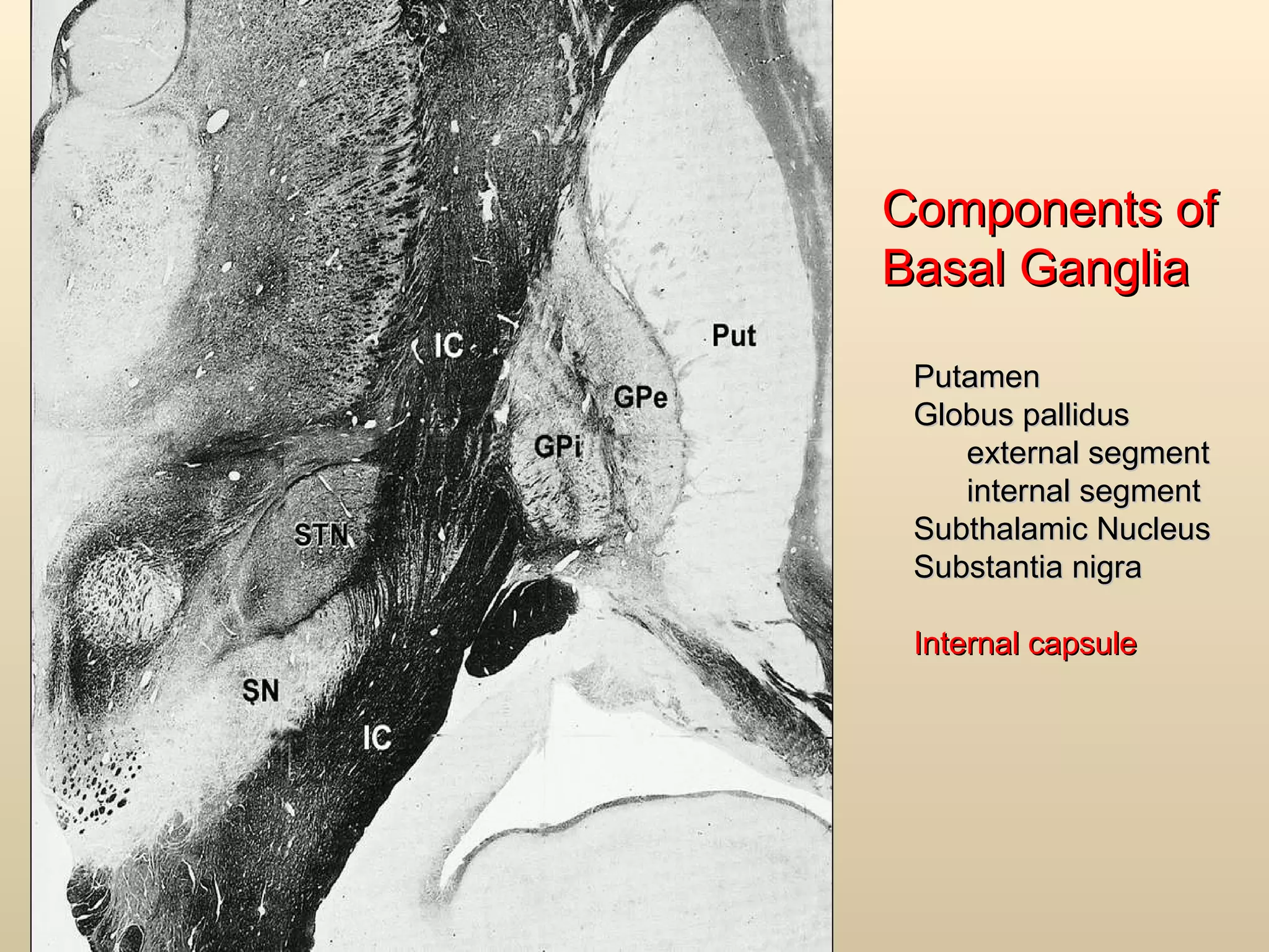 Putamen Globus pallidus external segment internal segment Subthalamic Nucleus Substantia nigra Internal capsule Components of Basal Ganglia 