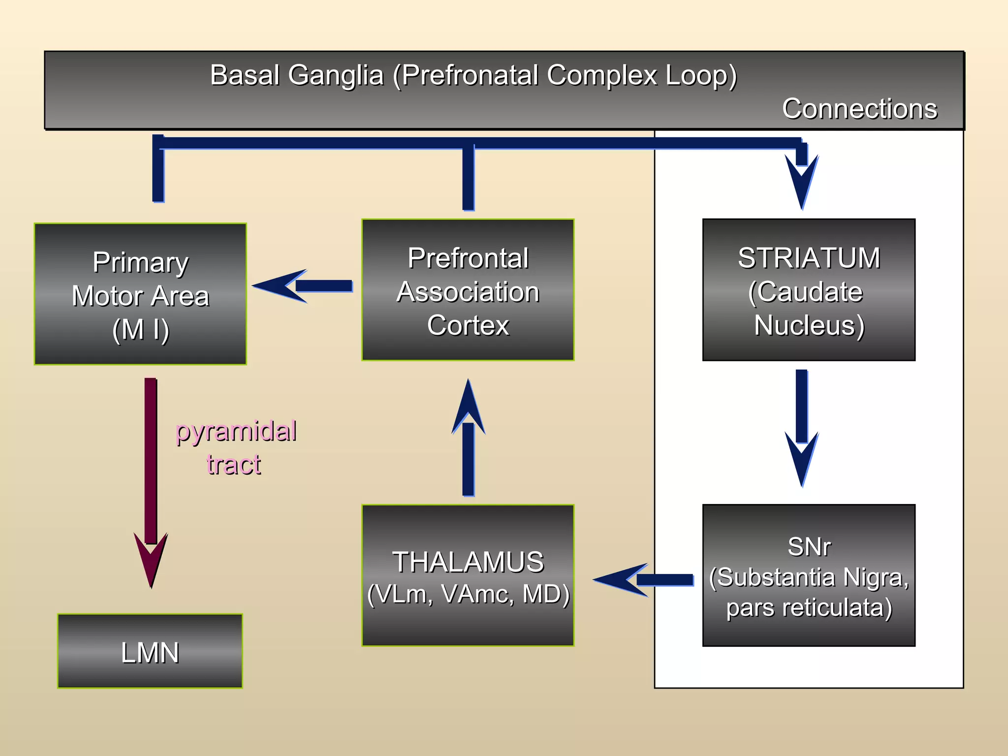 Basal Ganglia (Prefronatal Complex Loop)  Connections  Prefrontal Association Cortex Primary Motor Area (M I) THALAMUS (VLm, VAmc, MD) STRIATUM (Caudate  Nucleus) SNr (Substantia Nigra, pars reticulata) pyramidal tract LMN 