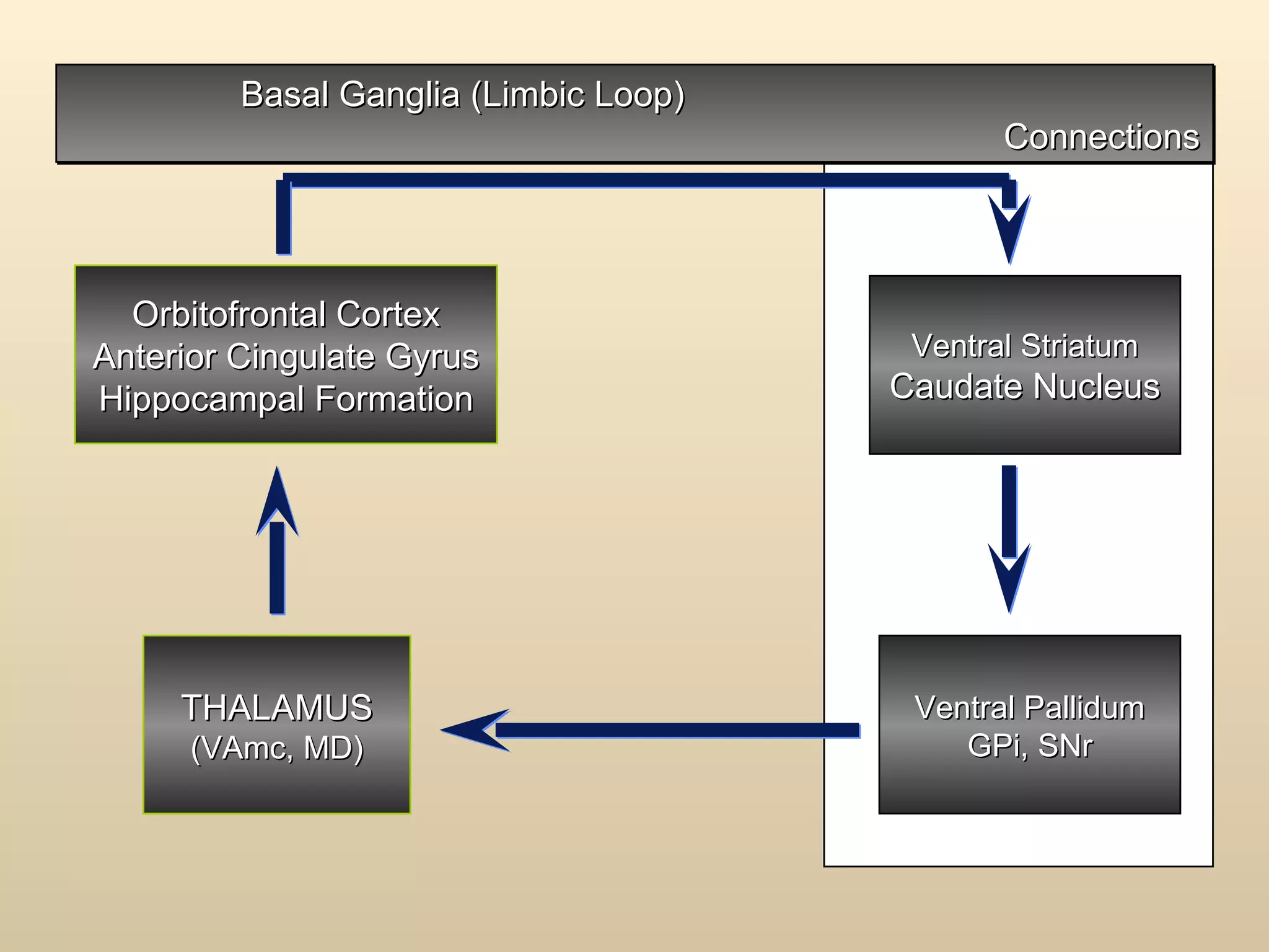 Basal Ganglia (Limbic Loop)  Connections Orbitofrontal Cortex Anterior Cingulate Gyrus Hippocampal Formation THALAMUS (VAmc, MD) Ventral Striatum Caudate Nucleus Ventral Pallidum GPi, SNr 