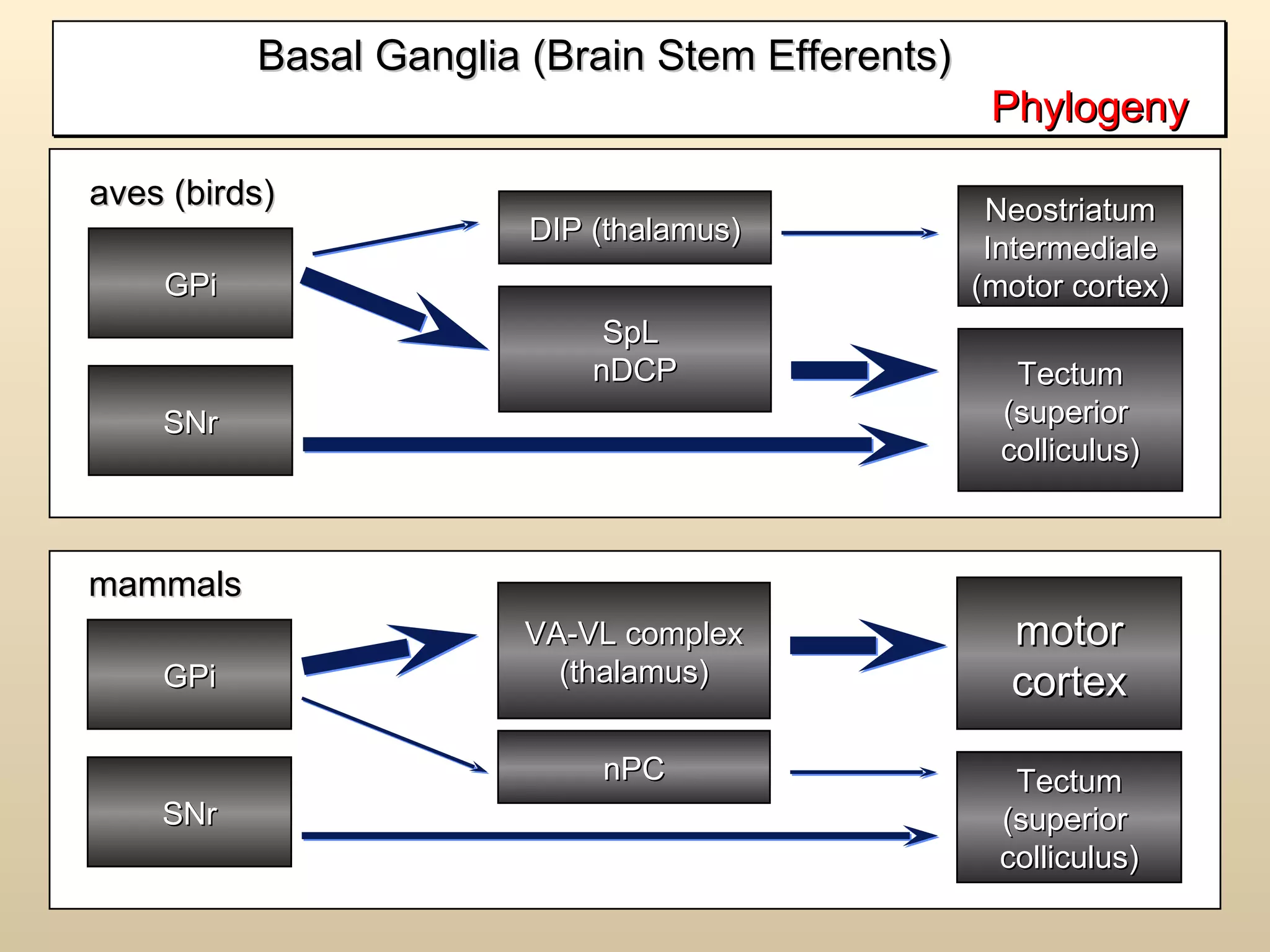 Basal Ganglia (Brain Stem Efferents)  Phylogeny  GPi SNr Tectum (superior  colliculus) SpL  nDCP DIP (thalamus) Neostriatum Intermediale (motor cortex) aves (birds) GPi SNr Tectum (superior  colliculus) nPC VA-VL complex (thalamus) motor cortex mammals 