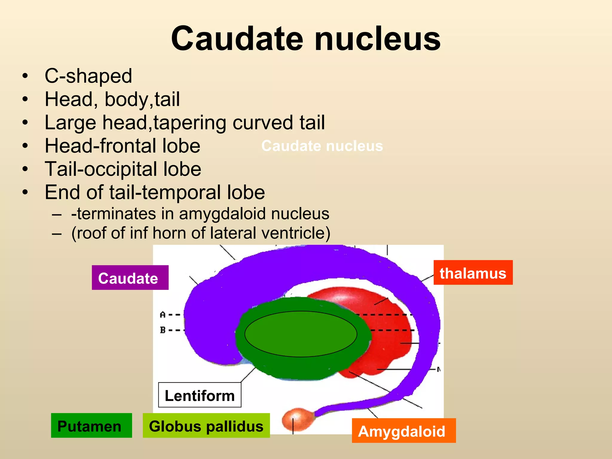 C-shaped  Head, body,tail Large head,tapering curved tail Head-frontal lobe Tail-occipital lobe End of tail-temporal lobe -terminates in amygdaloid nucleus (roof of inf horn of lateral ventricle) Caudate nucleus Lentiform Caudate nucleus thalamus Caudate  Amygdaloid  Putamen  Globus pallidus 