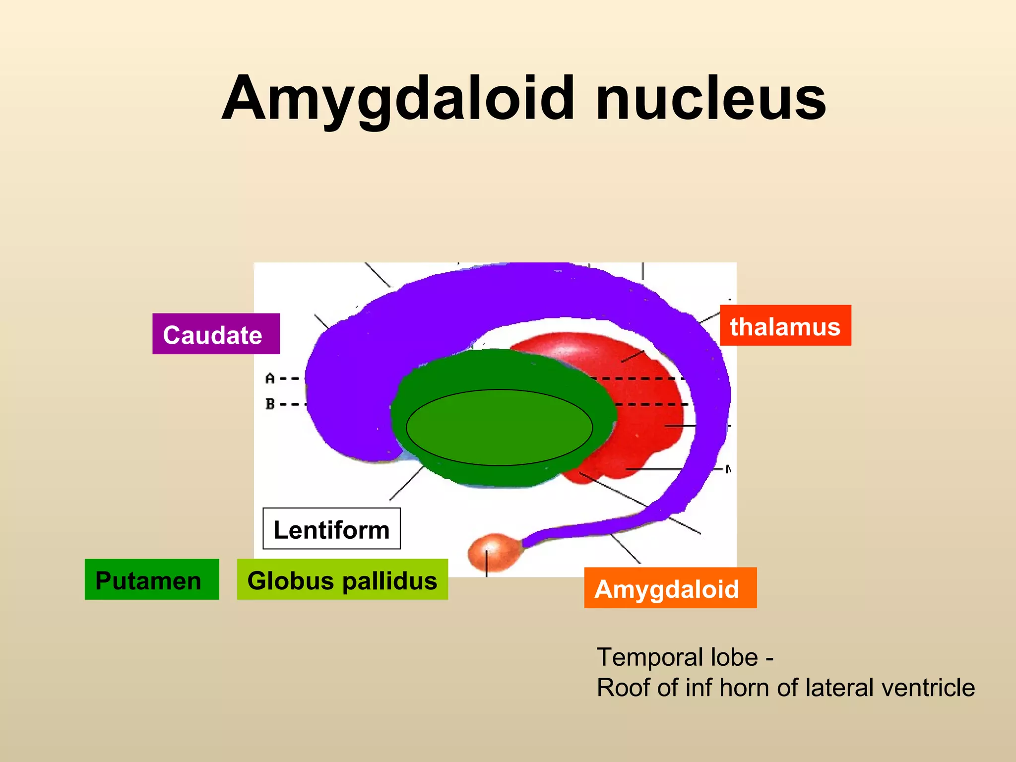 Amygdaloid nucleus Lentiform thalamus Caudate  Amygdaloid  Putamen  Globus pallidus Temporal lobe -  Roof of inf horn of lateral ventricle 