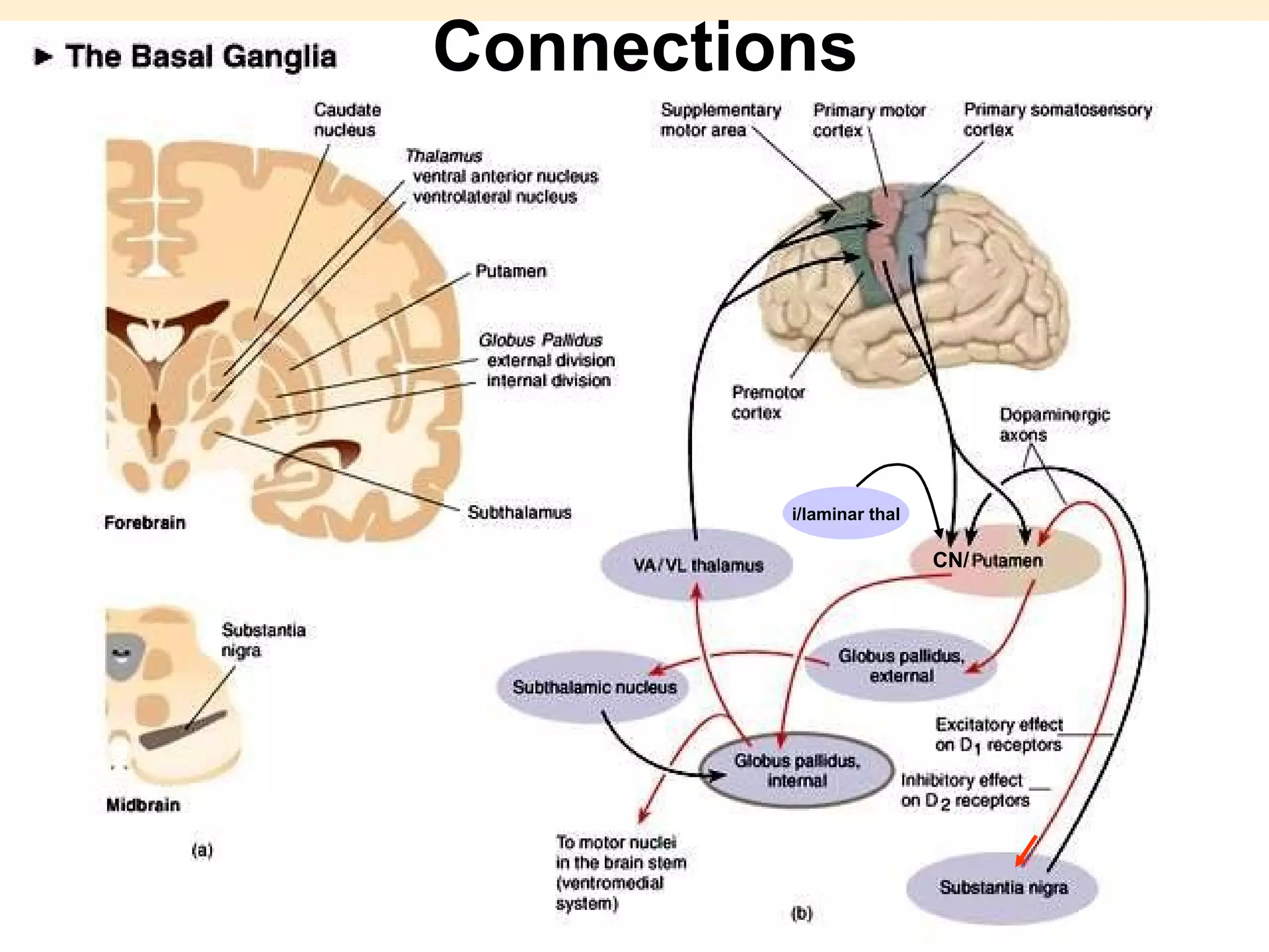 Connections CN/ i/laminar thal 