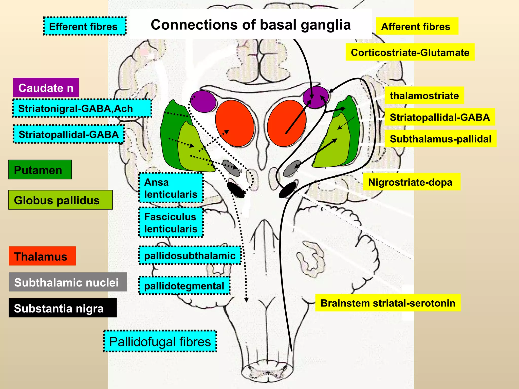 Corticostriate-Glutamate thalamostriate Nigrostriate-dopa  Striatopallidal-GABA Brainstem striatal-serotonin Striatopallidal-GABA Striatonigral-GABA,Ach Ansa  lenticularis Fasciculus lenticularis pallidotegmental pallidosubthalamic Caudate n Thalamus  Globus pallidus Putamen  Subthalamic nuclei  Substantia nigra  Subthalamus-pallidal Connections of basal ganglia Afferent fibres  Efferent fibres  Pallidofugal fibres 