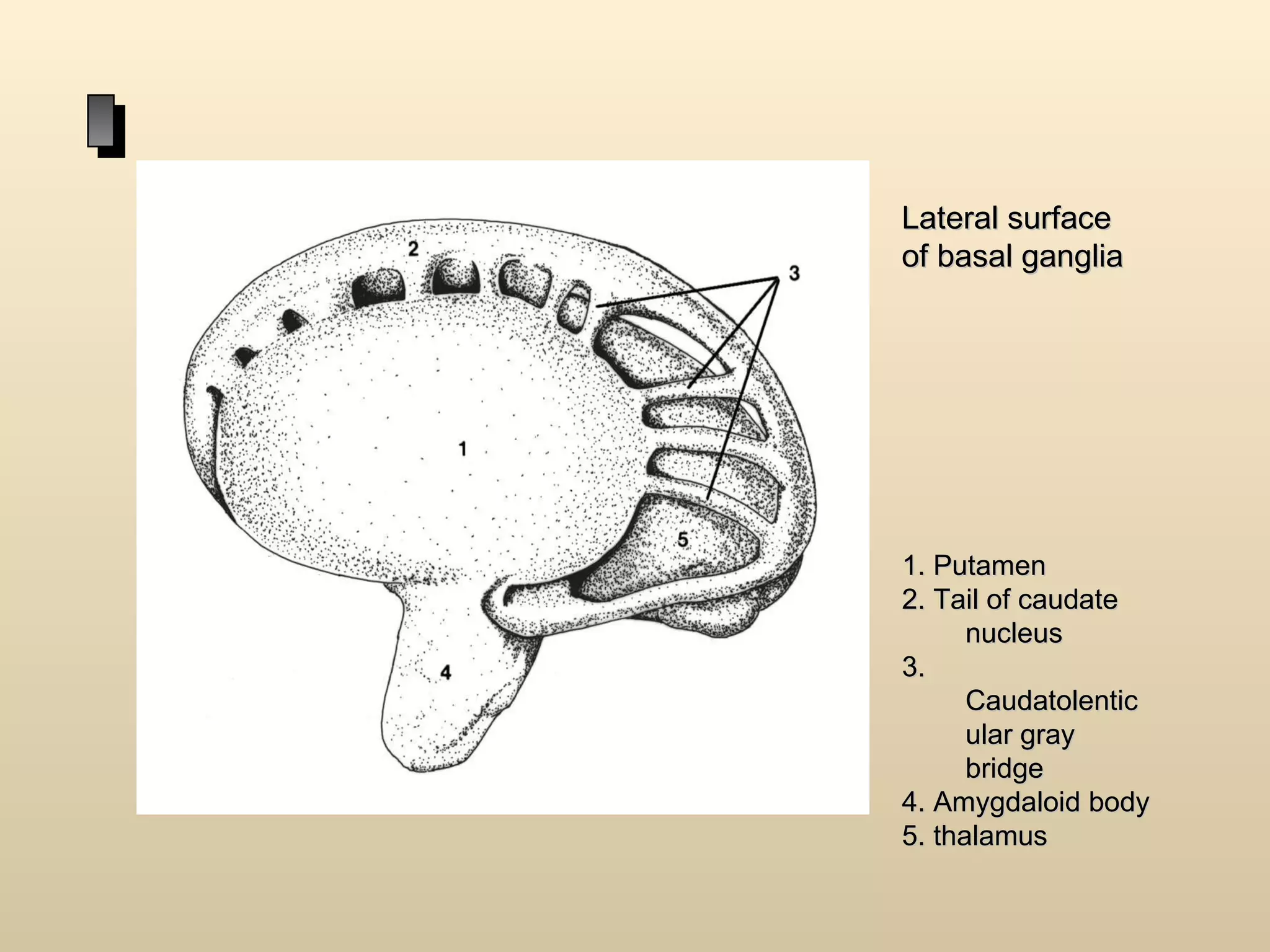 Anatomy of basal ganglia Biology Diagrams